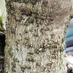 Polyscias fruticosa 樹皮