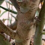 Crassula arborescens Rusca