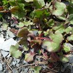 Rumex scutatus Hoja