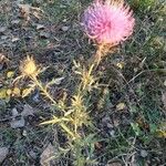 Cirsium discolor Kvet