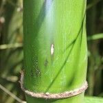 Bambusa vulgaris Кора