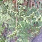 Chenopodium betaceum Кветка
