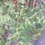 Chenopodium betaceum Kvet