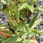 Valeriana angustifolia Blatt