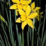 Narcissus × odorus