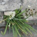 Nothoscordum borbonicum Květ
