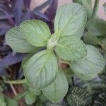 Plectranthus ornatus Leaf