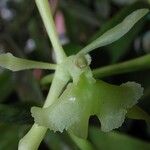 Epidendrum chlorocorymbos Kabuk