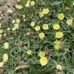 Hieracium berardianum Λουλούδι