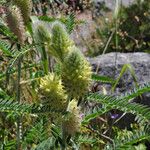 Astragalus alopecurus 花