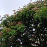 Albizia julibrissin Habit