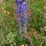 Phyteuma betonicifolium Flor