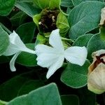 Barleria albostellata फूल