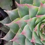 Sempervivum calcareum Blad