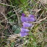 Soldanella pusilla Virág