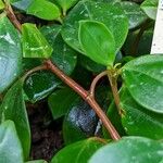 Peperomia glabella Kôra