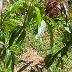 Mangifera indica Frucht