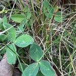 Trifolium pratense Hoja