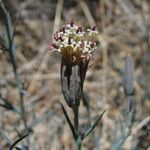 Porophyllum gracile Flower