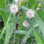 Conoclinium coelestinum Flower