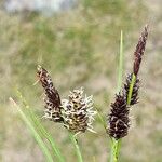 Carex saxatilis Blüte