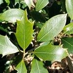 Osmanthus heterophyllus برگ