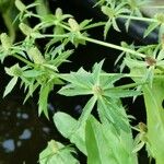 Eryngium foetidum Feuille