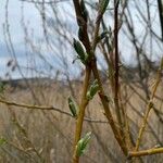 Salix sitchensis Kôra