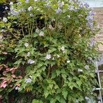 Abutilon vitifolium Blad