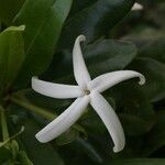 Atractocarpus platixylon Flower