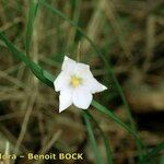 Acis nicaeensis 花