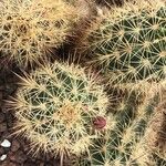 Echinocereus engelmannii Blatt