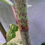 Reynoutria × bohemica Casca