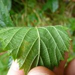 Rubus sprengelii その他の提案