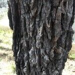 Eucalyptus sideroxylon Rinde