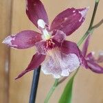 Oncidium crocidipterum Flor
