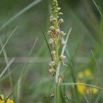 Orchis anthropophora 花