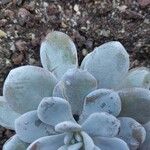 Echeveria laui Hoja