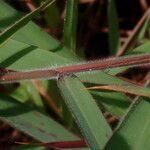 Melinis minutiflora Leaf