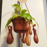 Nepenthes spp.叶