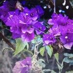 Bougainvillea spectabilisFlower