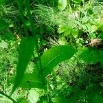 Crepis paludosa Leaf