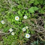 Bellis annuaFlower