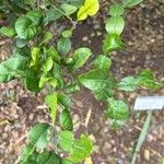 Citrus hystrix Blatt