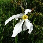 Narcissus poeticus Blomma