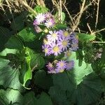 Pericallis steetzii Fleur