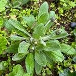 Bellis sylvestris Leaf