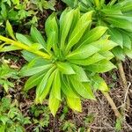 Lobelia stricta Yaprak