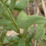 Pentanema spiraeifolium Blatt