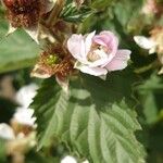 Rubus argutus Blatt